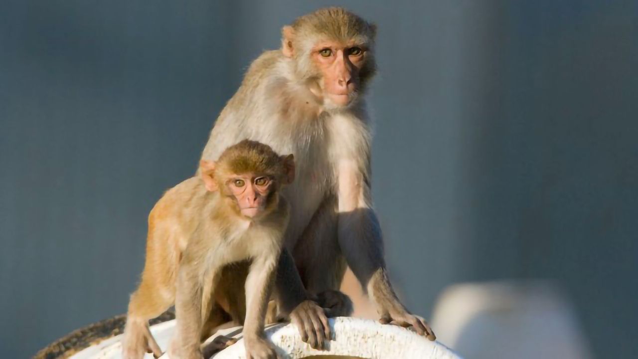 Inherited Neurological Disease Mutation Found in Macaque Monkeys