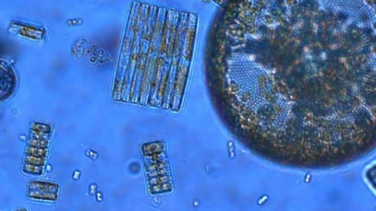 Getting to Grips With the Marine Ecosystem From the Bottom-Up