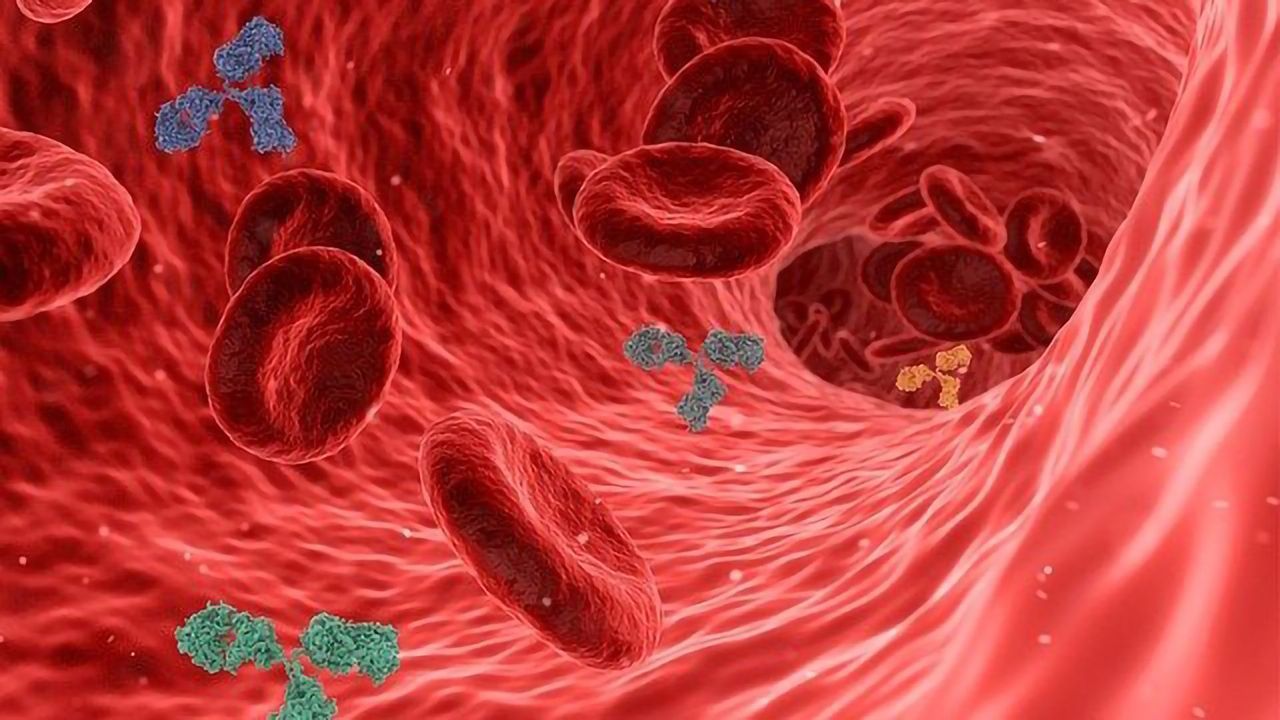 7 Months After Infection, SARS-CoV-2 Antibody Levels Remain Stable or Even Increase