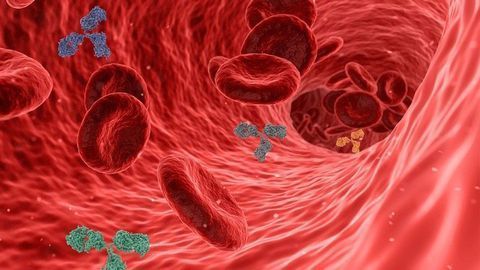 7 Months After Infection, SARS-CoV-2 Antibody Levels Remain Stable or Even Increase