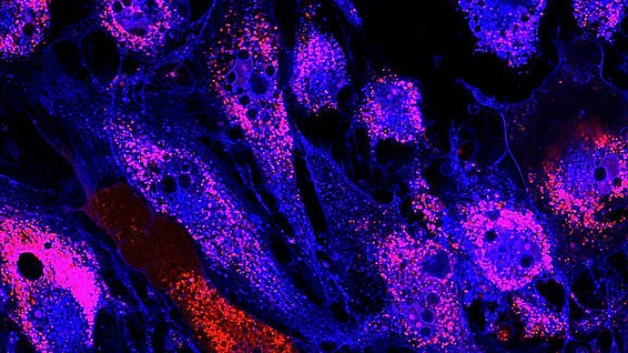 A Xeno-Free Culture System for Human Mesenchymal Stem Cells