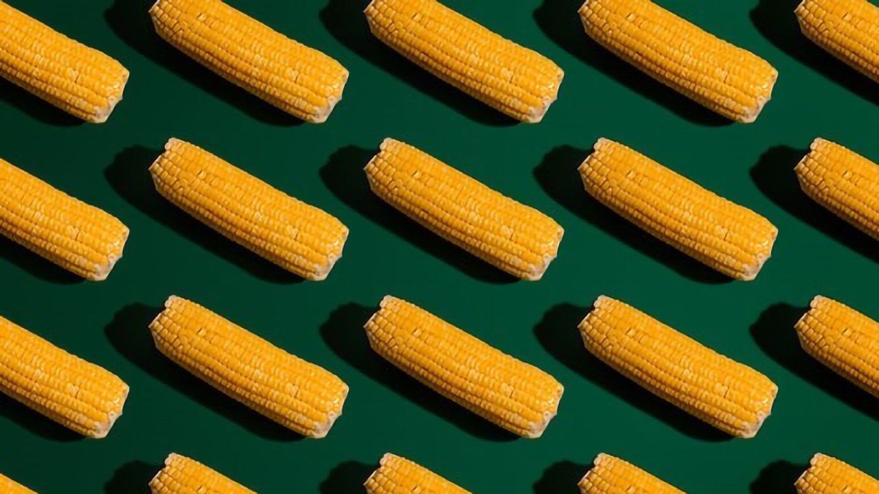 Corn’s Genetic Diversity on Display