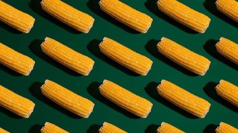 Corn’s Genetic Diversity on Display