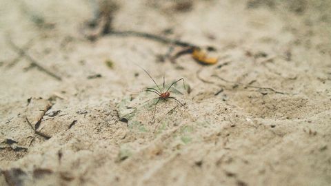 How Did Daddy Longlegs Get Their Long Legs? Technology Networks