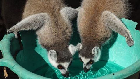 Lemurs That Live Around Humans Harbor More Antimicrobial Resistant Bacteria