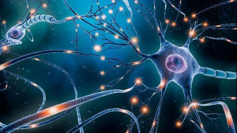Touch-Sensitive Neurons Are Less Picky Than Expected