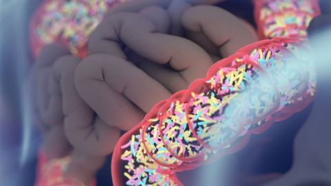Transplanting Gut Microbiota Reverses Brain Aging in Mice