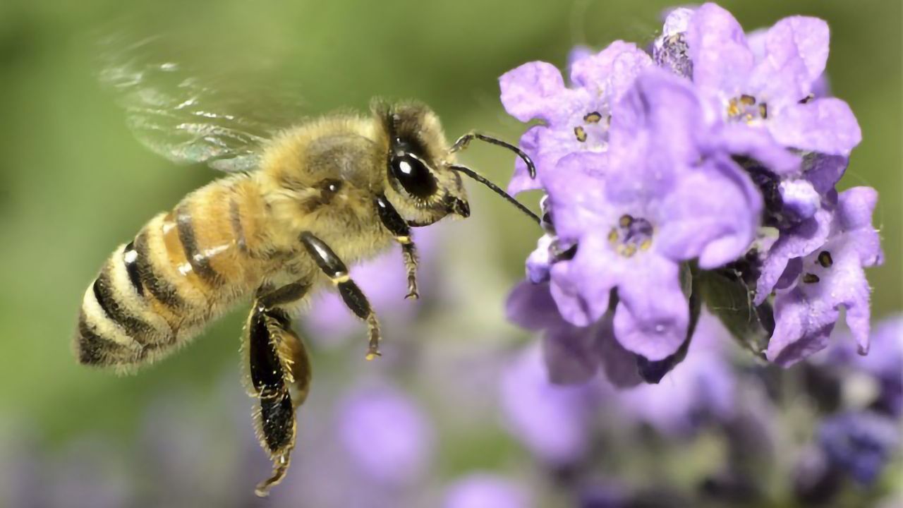 Sustainability Grant Awarded to Honey Bee Research