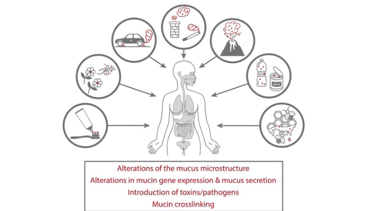 Vital Mucus Membranes Damaged by Common Environmental Pollutants