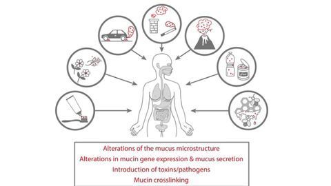 Vital Mucus Membranes Damaged by Common Environmental Pollutants