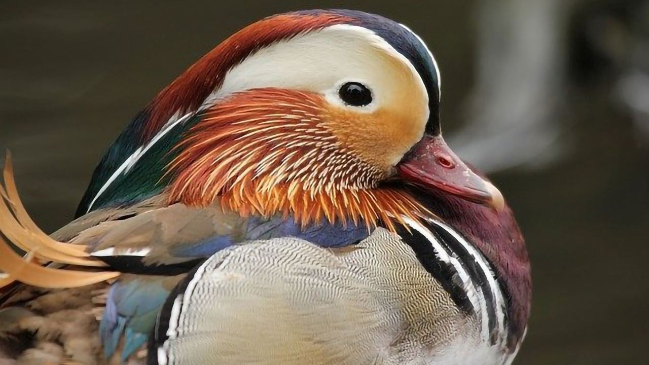 H5N6 Avian Flu Virus Transmissibility Tested in Wild Birds