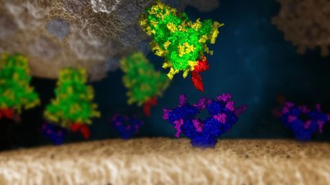 Sugar-Binding Proteins a Potential Pan-Variant Therapeutic?