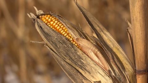 Improved Cellulose Breakdown Could Boost Biofuel Production