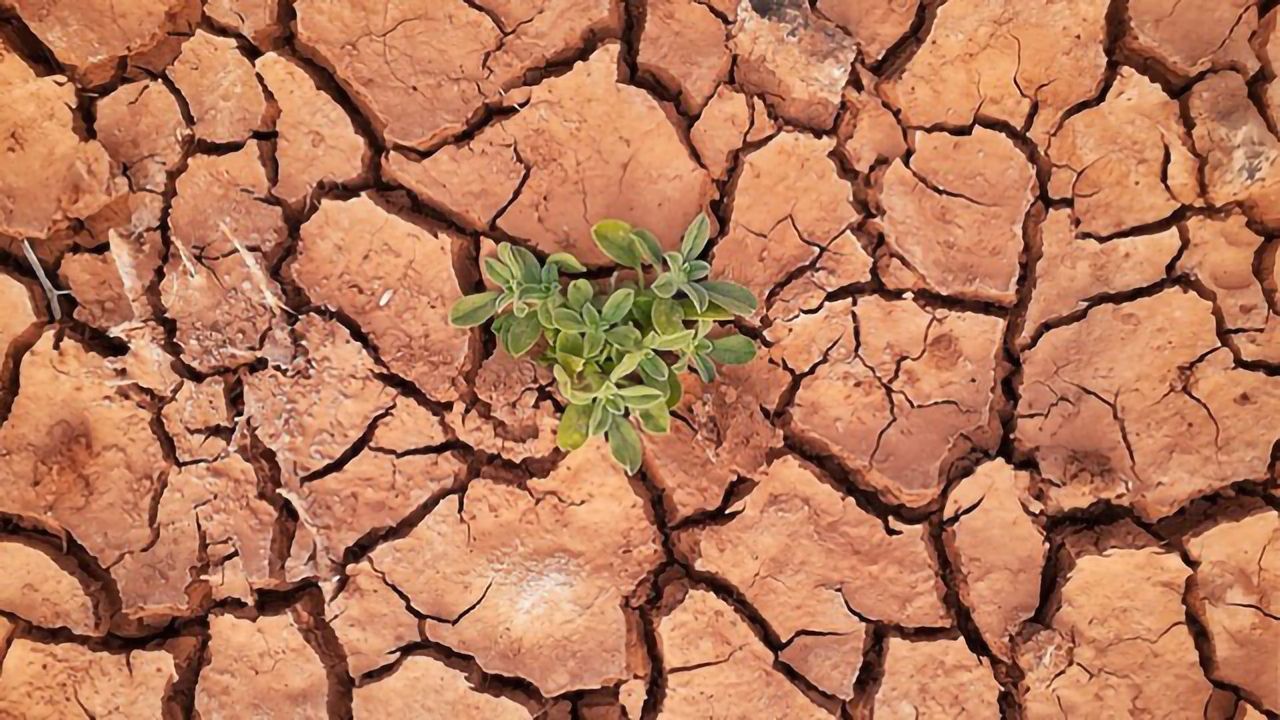 Inserting a Gene Can Make Crop Plants Heat-Tolerant