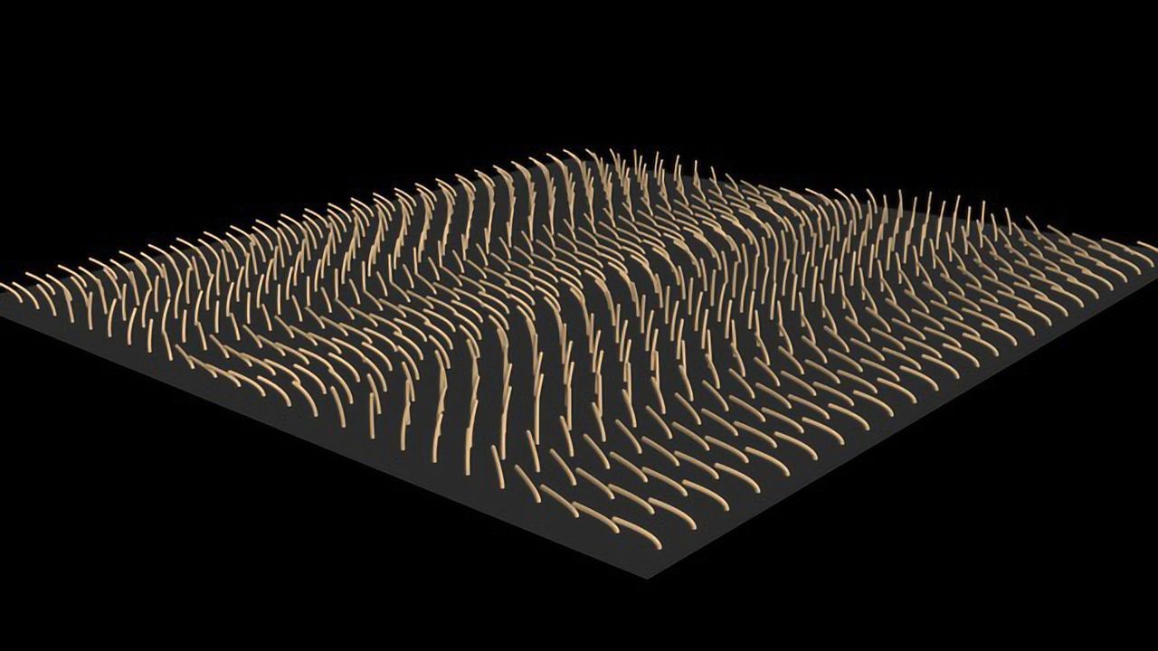 New Model of Beating Cilia Developed
