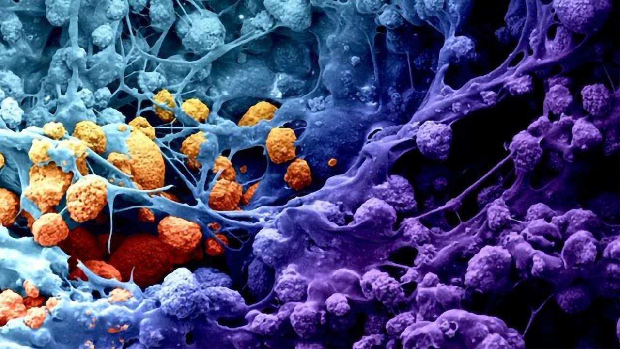 Innovative biomaterial