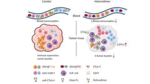 Two-Armed Molecule Depletes Cancer-Protecting Cells Inside Tumor