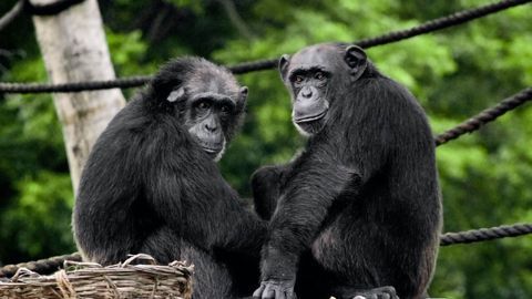Apes Gesture Hello and Goodbye During Social Interactions