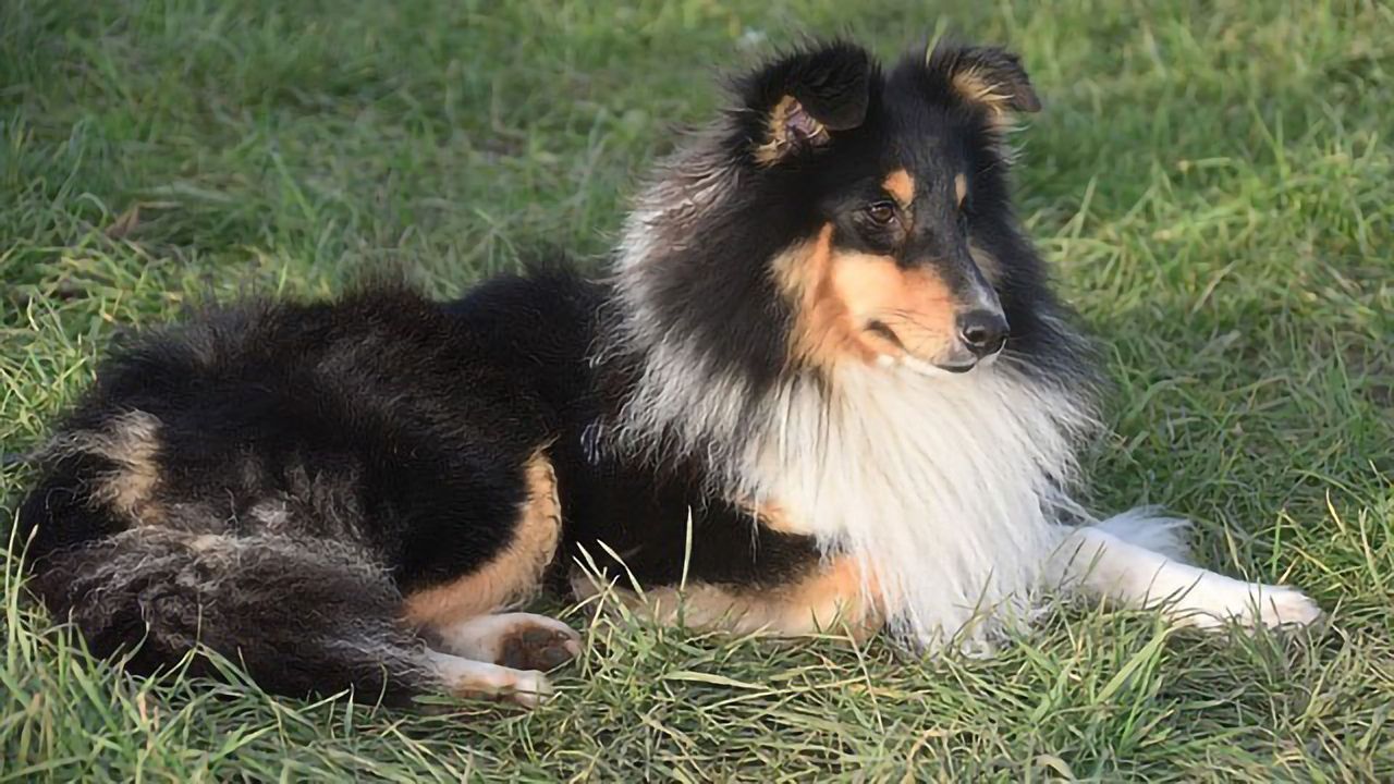 Canine Genetic Enigma Solved