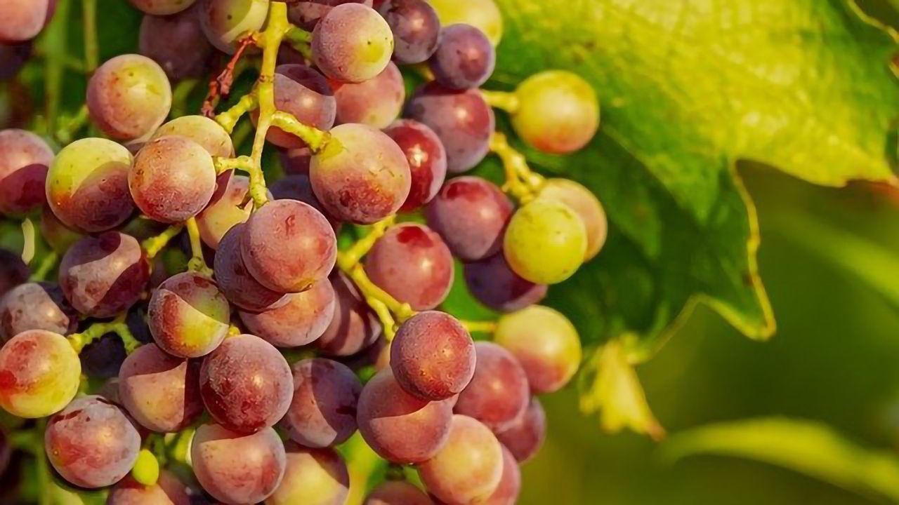 Grape Crops Protected With Help of Facial Recognition Technology