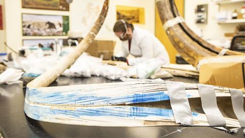 Unprecedented Peek Into a 17,000-Year-Old Mammoth's Life