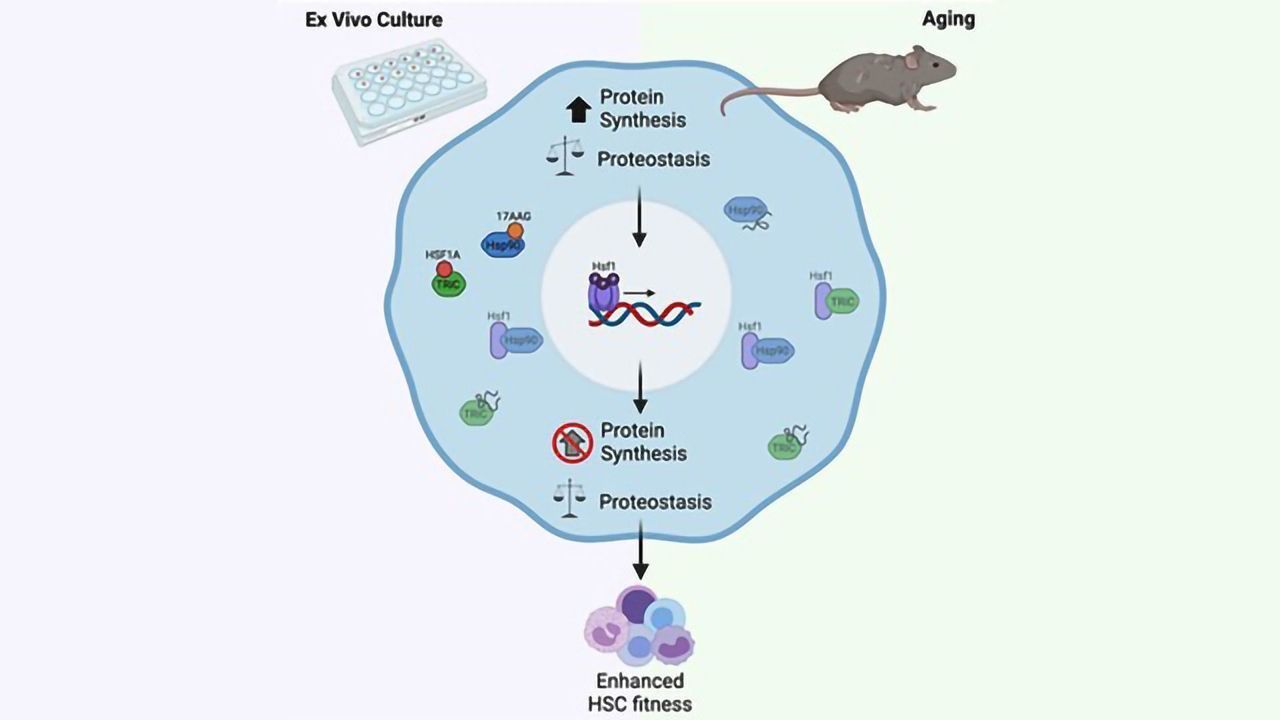 Keeping Cultured Stem Cells Healthy