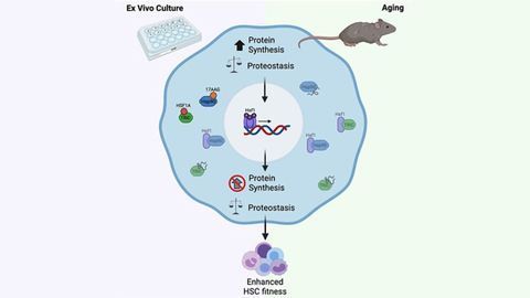 Keeping Cultured Stem Cells Healthy