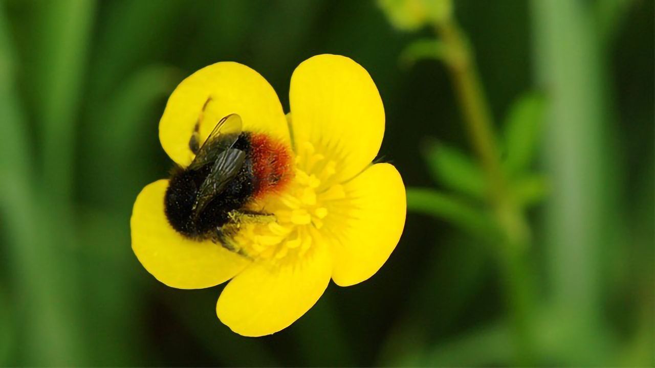 Virtual "Safe Space" Created To Save Bumblebees
