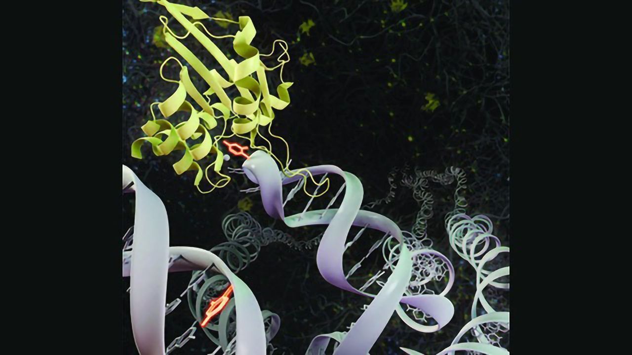 Enzyme Could Be Key to Fighting Cancer and Viral Infections
