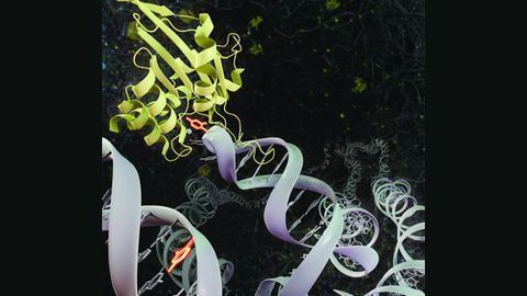 Enzyme Could Be Key to Fighting Cancer and Viral Infections