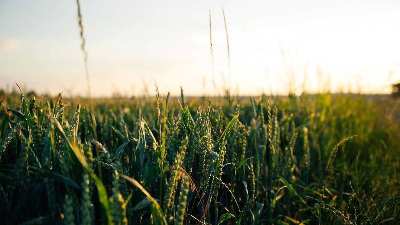 Improving Crop Photosynthesis and Yields