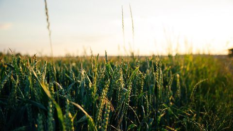 Improving Crop Photosynthesis and Yields