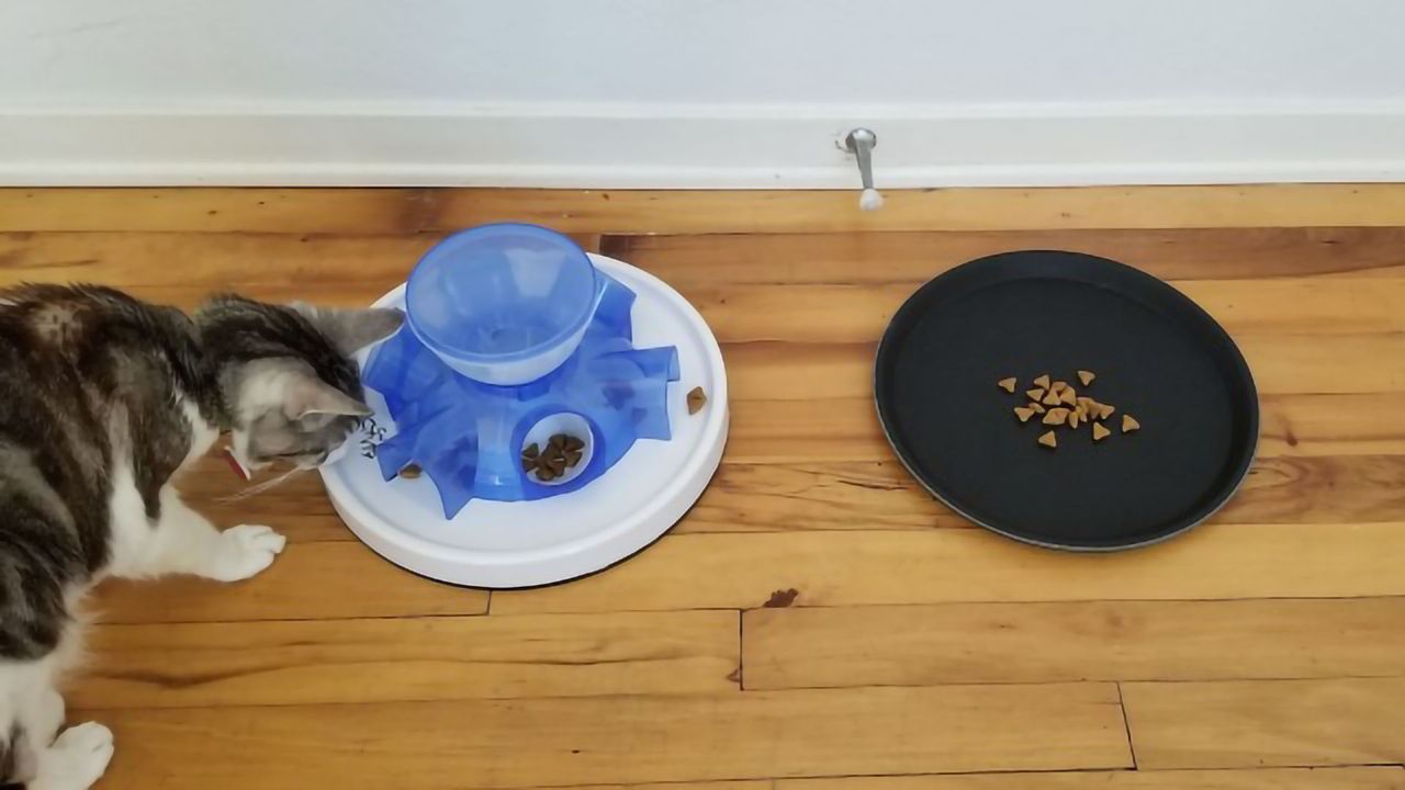 Unlike Most Species, Cats Prefer To Get Free Food Rather Than Work for It