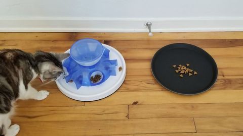 Unlike Most Species, Cats Prefer To Get Free Food Rather Than Work for It