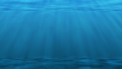 Growth of Microscopic Marine Animals Hindered by Microplastics