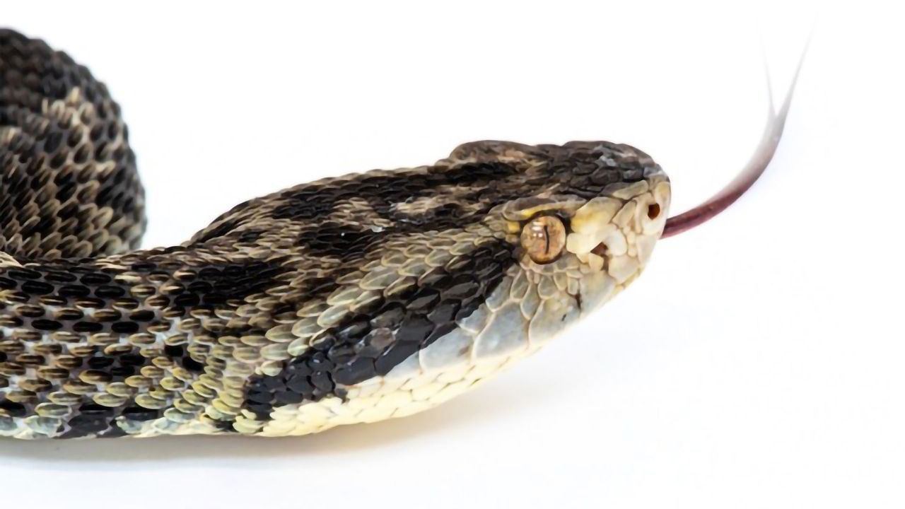 Team Completes Sequencing of the Brazilian Pit Viper’s Genome