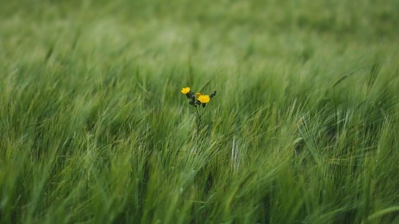 Herbicide Resistance Demystified