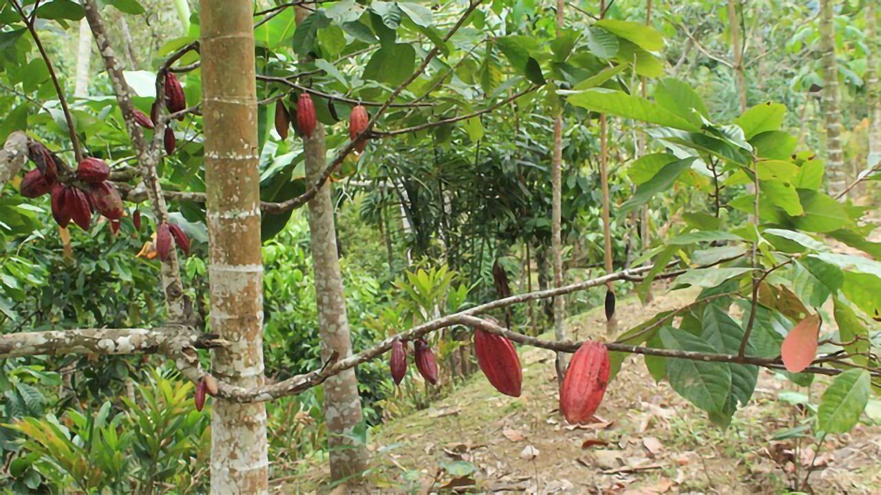 Structural Variants in Cacao's Genome Key to Plant's Diversity