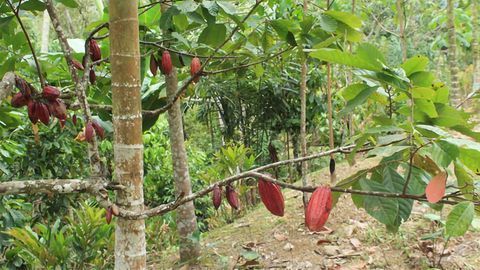 Structural Variants in Cacao's Genome Key to Plant's Diversity