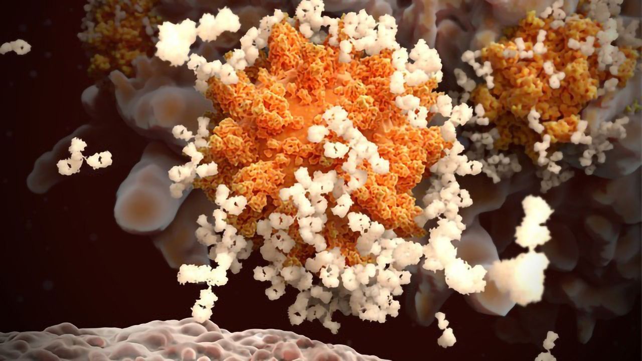Developing Nanobodies and Antibodies Against SARS-CoV-2
