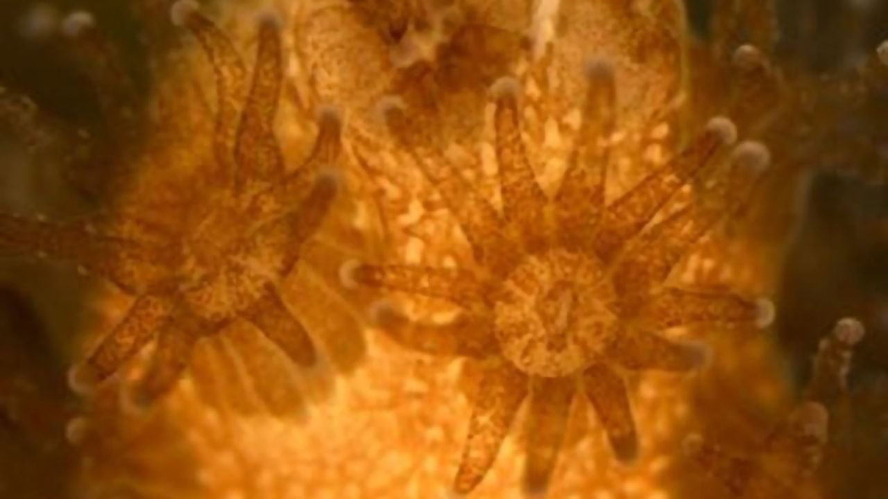 Live Immune Cells Identified for the First Time in a Coral and Sea Anemone