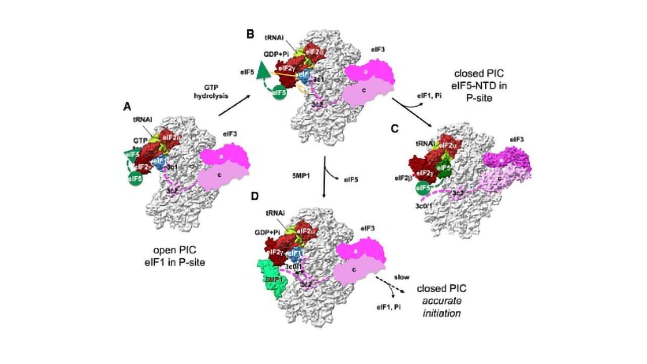 Tumor Growth Protein May Inhibit Neurodegeneration
