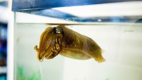 Aged Cuttlefish Keep Their Episodic Memory Sharp