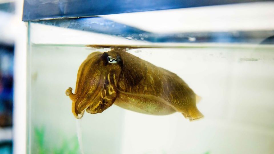 Aged Cuttlefish Keep Their Episodic Memory Sharp content piece image