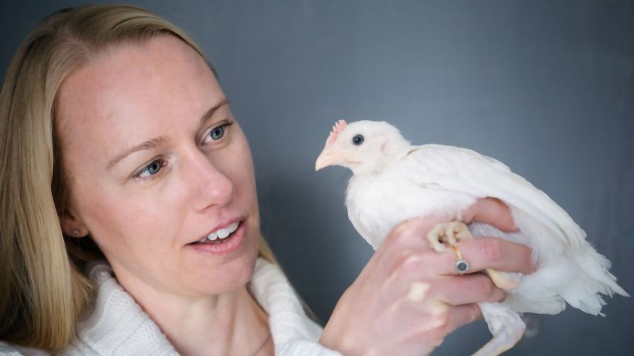 Impulsivity Has a Genetic Factor, According to Chicken Study