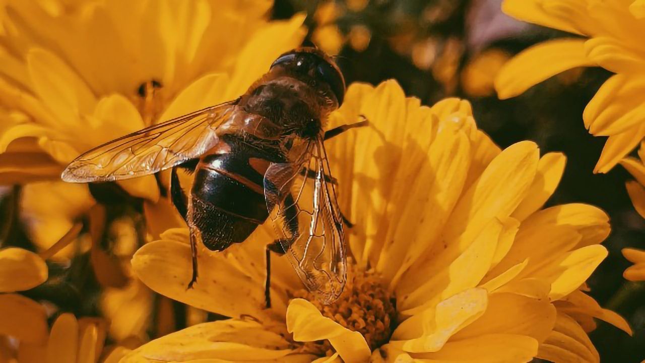 Bees With Bigger Brains Learn Better