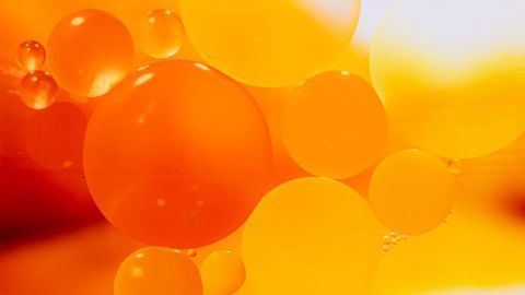 Blubber-Burning Brain-Immune Interactions Outlined in New Study