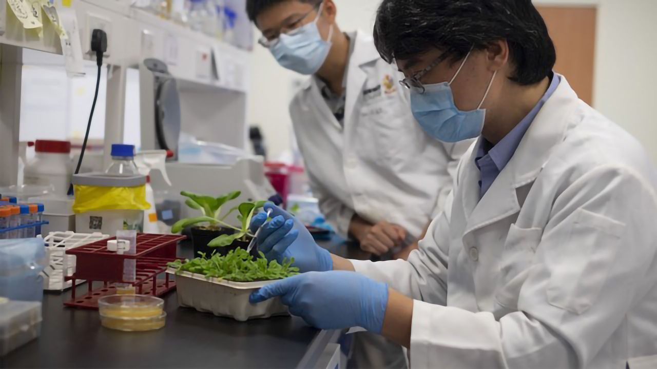Uncovering How “Crop Killer” Bacteria Infects Plants
