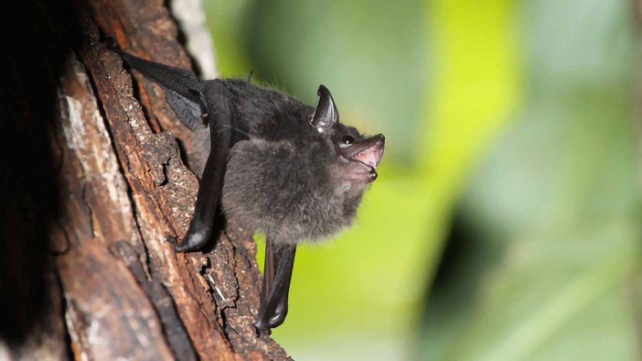 Bat Pups Babble Just Like Human Babies