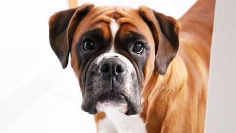 Levels of Immune Cells Vary in Canine Brain Tumors